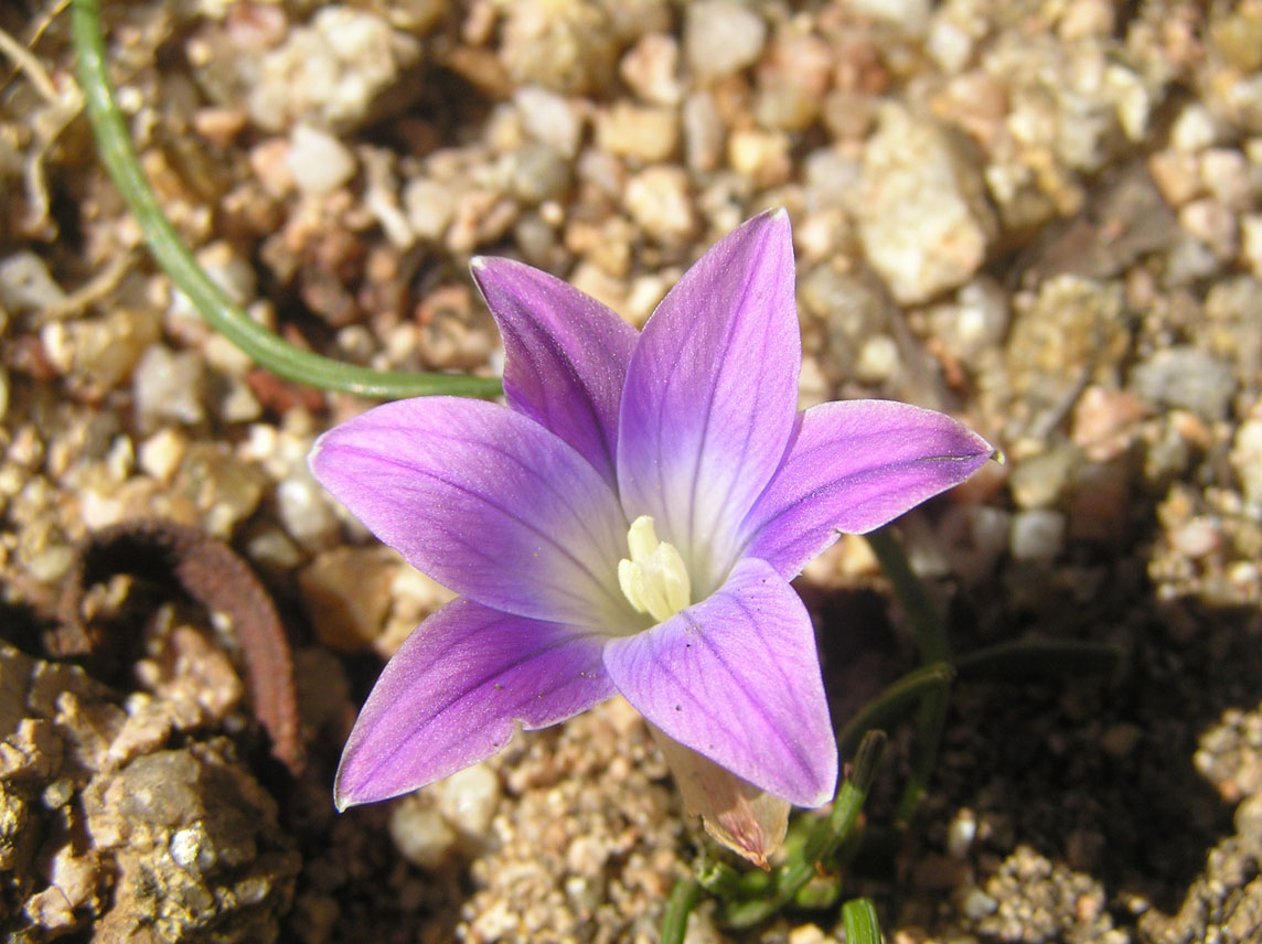 Romulea columnae e R. ligustica